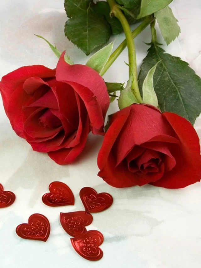 cropped-Happy-Rose-Day.webp
