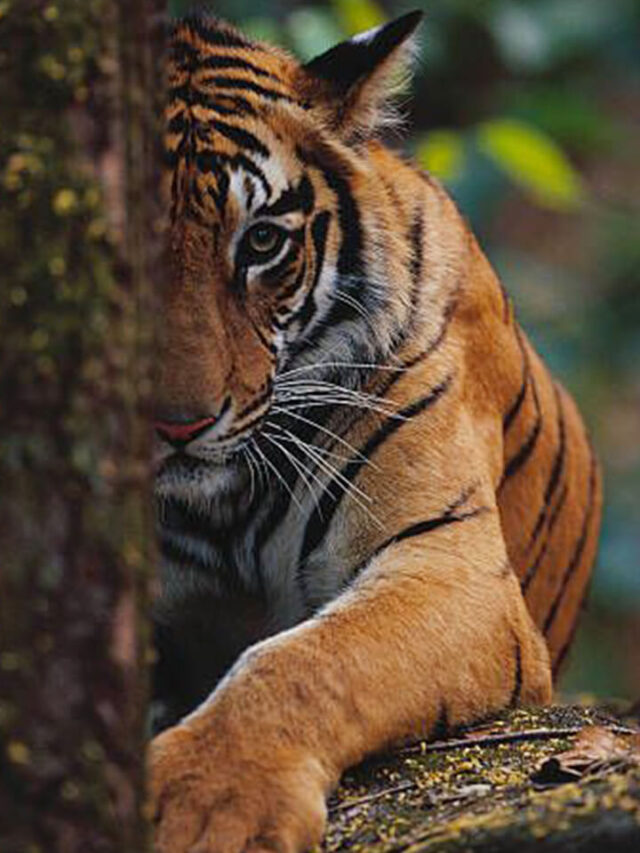 cropped-INTERNATIONAL-Tiger-Day-2022.jpg